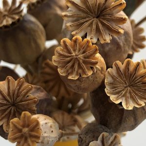 Buy Dried Poppy Pods near me